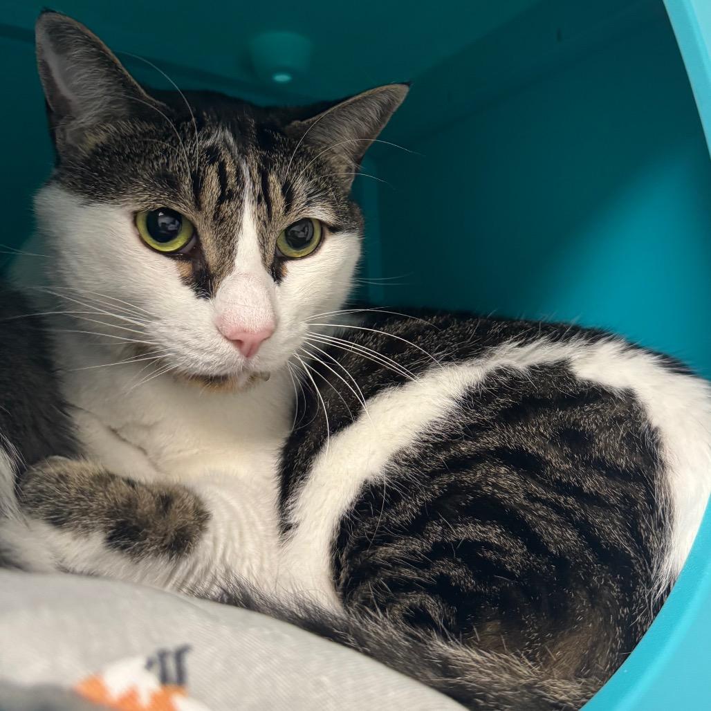 Mio, Adoptable, Adult Male Domestic Short Hair.