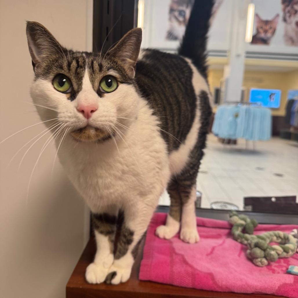 Enlarge Mio, a Adoptable Domestic Short Hair in West Palm Beach, FL image 2/6