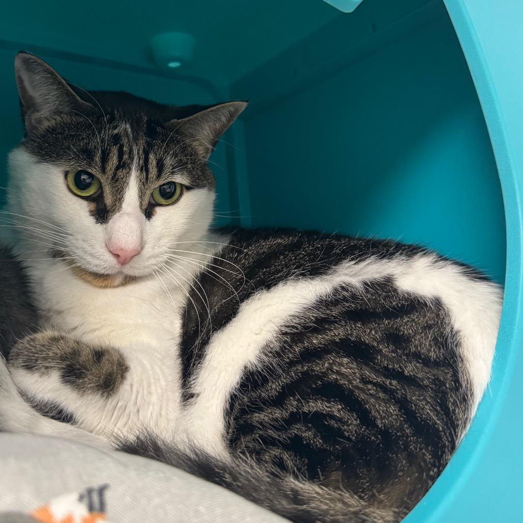 Enlarge Mio, a Adoptable Domestic Short Hair in West Palm Beach, FL image 3/6