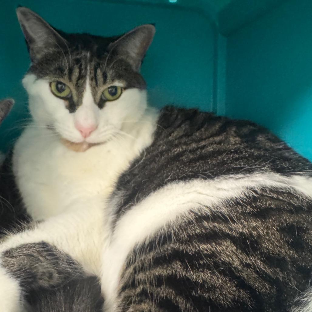 Enlarge Mio, a Adoptable Domestic Short Hair in West Palm Beach, FL image 4/6