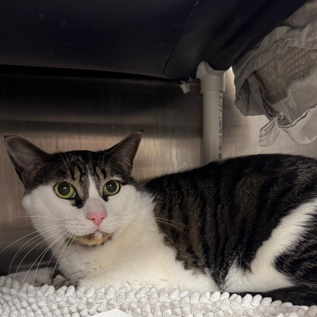 Enlarge Mio, a Adoptable Domestic Short Hair in West Palm Beach, FL image 5/6