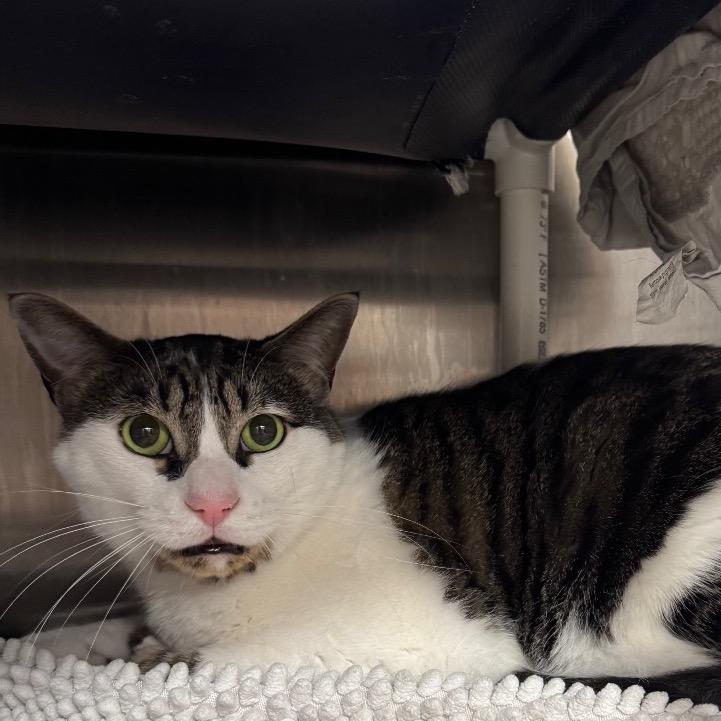 Enlarge Mio, a Adoptable Domestic Short Hair in West Palm Beach, FL image 6/6