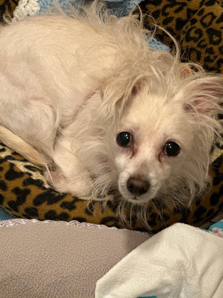 Grumpy (TN), an adoptable Maltese Mix in Chattanooga, TN_image-1