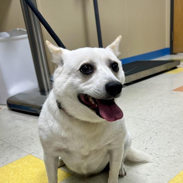 Fat Fat, Adoptable, Young Female Shiba Inu.