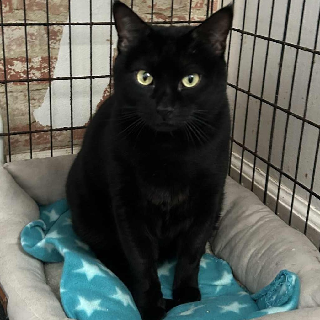 Bentley (20 + lbs), an adopted Domestic Short Hair in Huntington, NY image 1/3