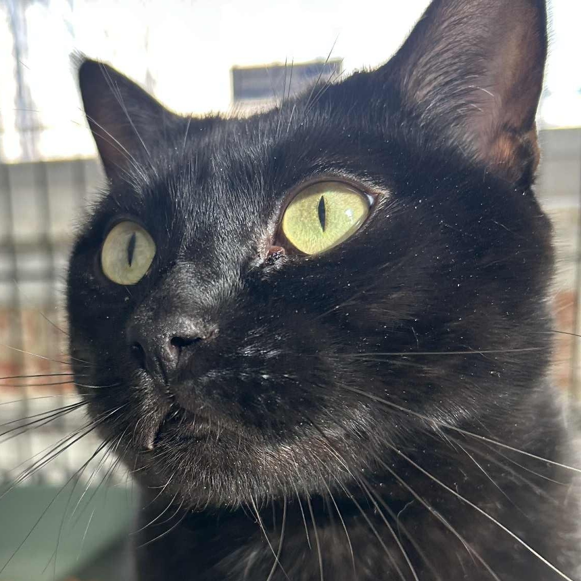 Bentley (20 + lbs), an adopted Domestic Short Hair in Huntington, NY image 3/3