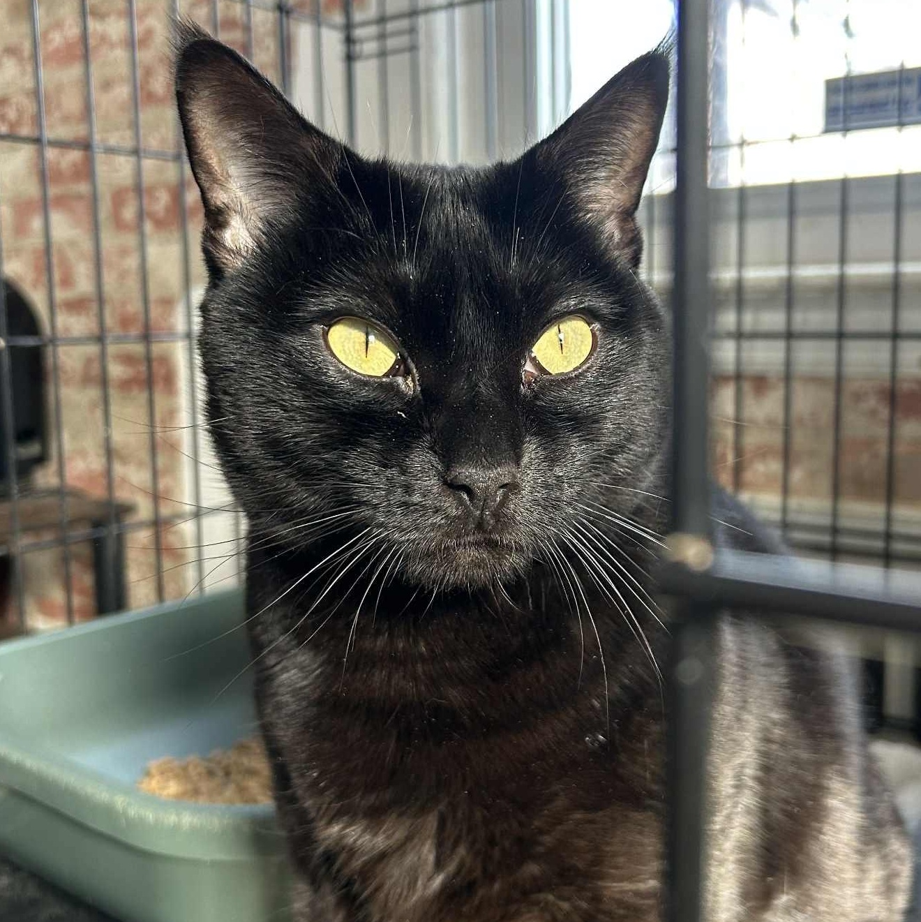 Bentley (20 + lbs), an adopted Domestic Short Hair in Huntington, NY image 2/3