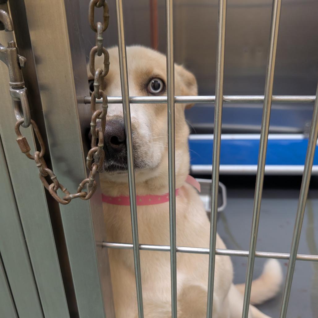 Alice — thumbnail 4