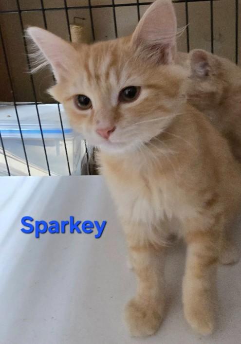 Sparkey, Adoptable, Young Male Domestic Short Hair.