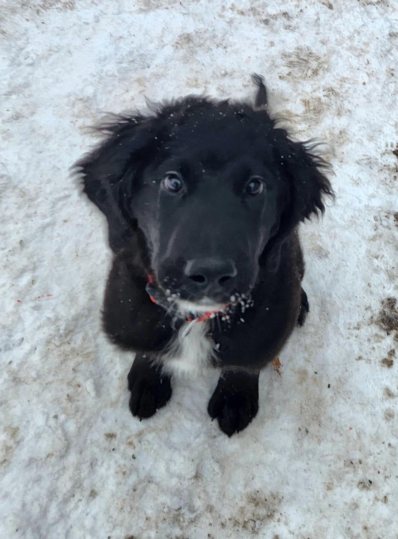 Abigale, ADOPTABLE, Puppy Female Saint Bernard & Poodle.