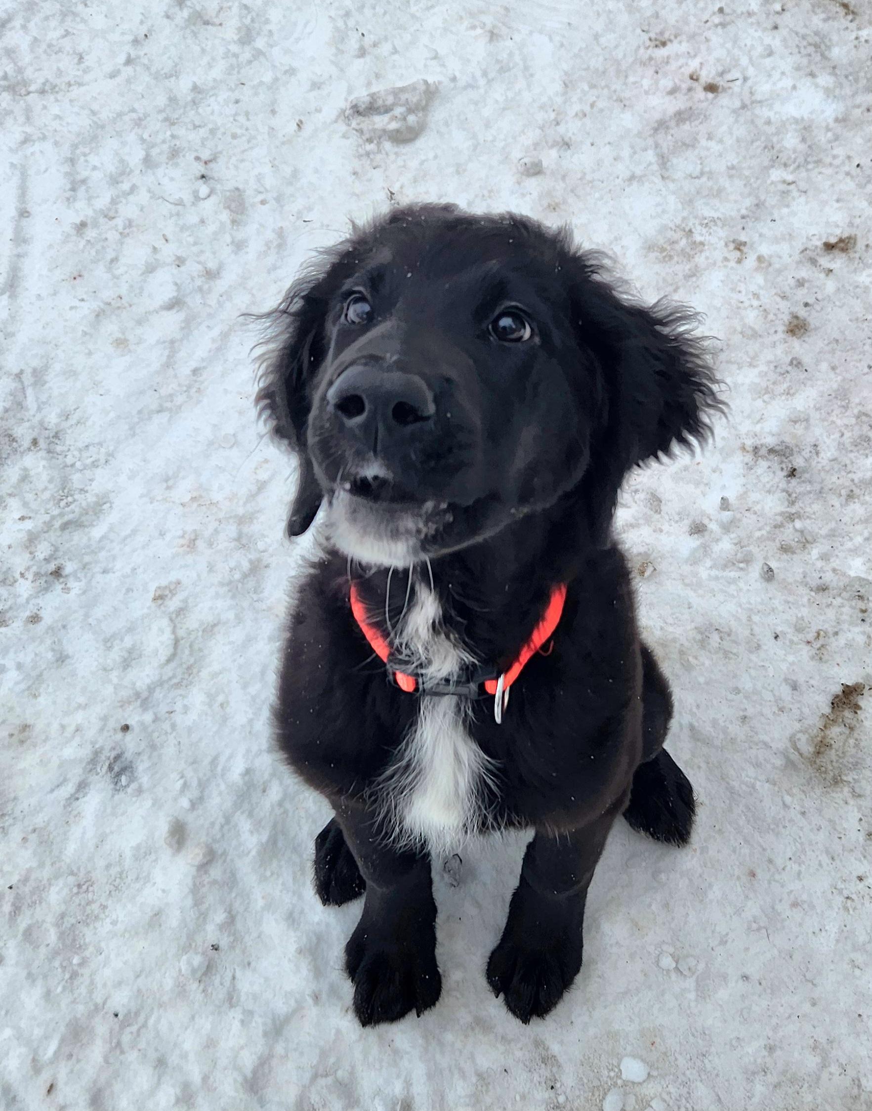 Enlarge Abigale, a ADOPTABLE mixed breed in Liberty Center, OH image 2/6