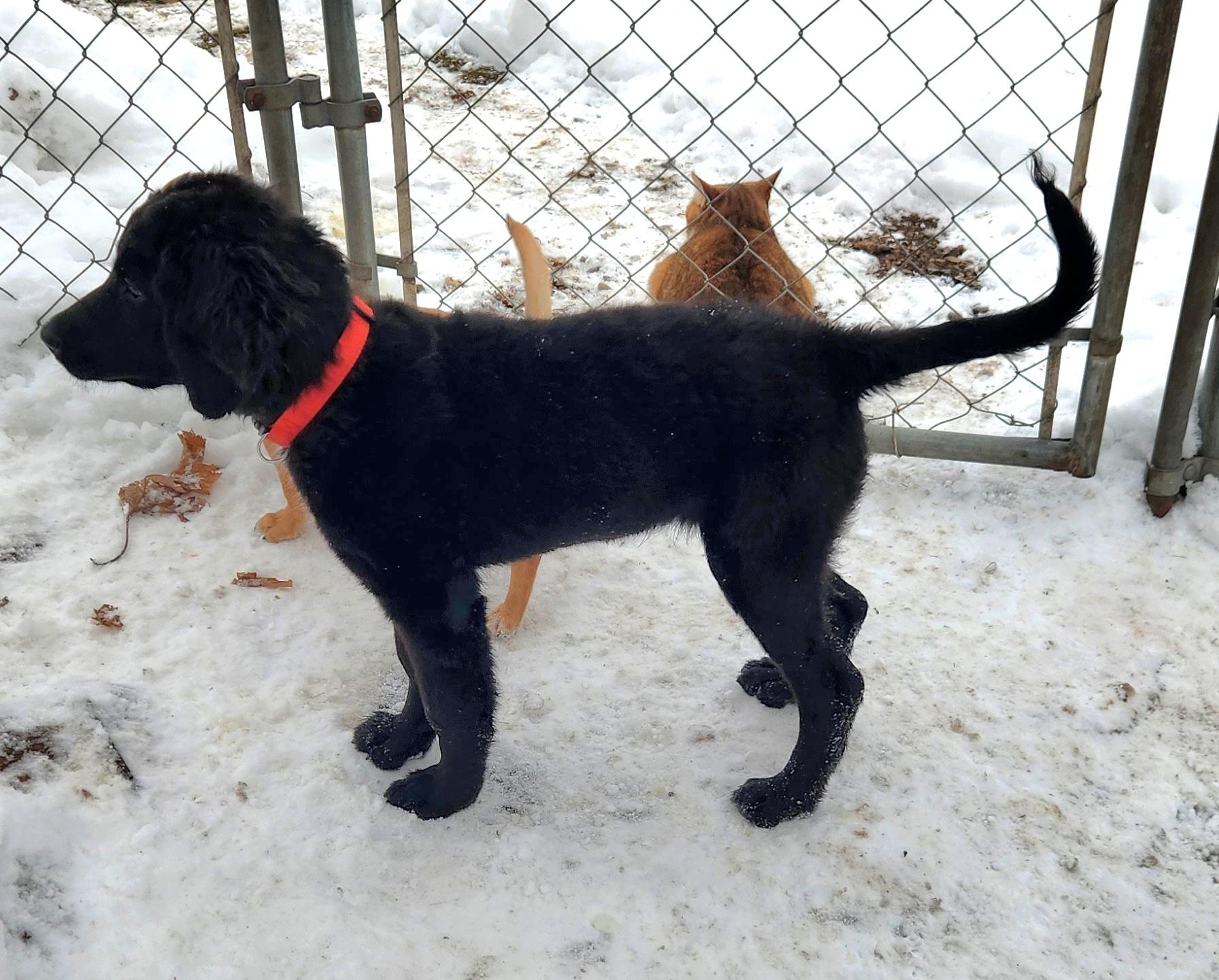 Enlarge Abigale, a ADOPTABLE mixed breed in Liberty Center, OH image 3/6