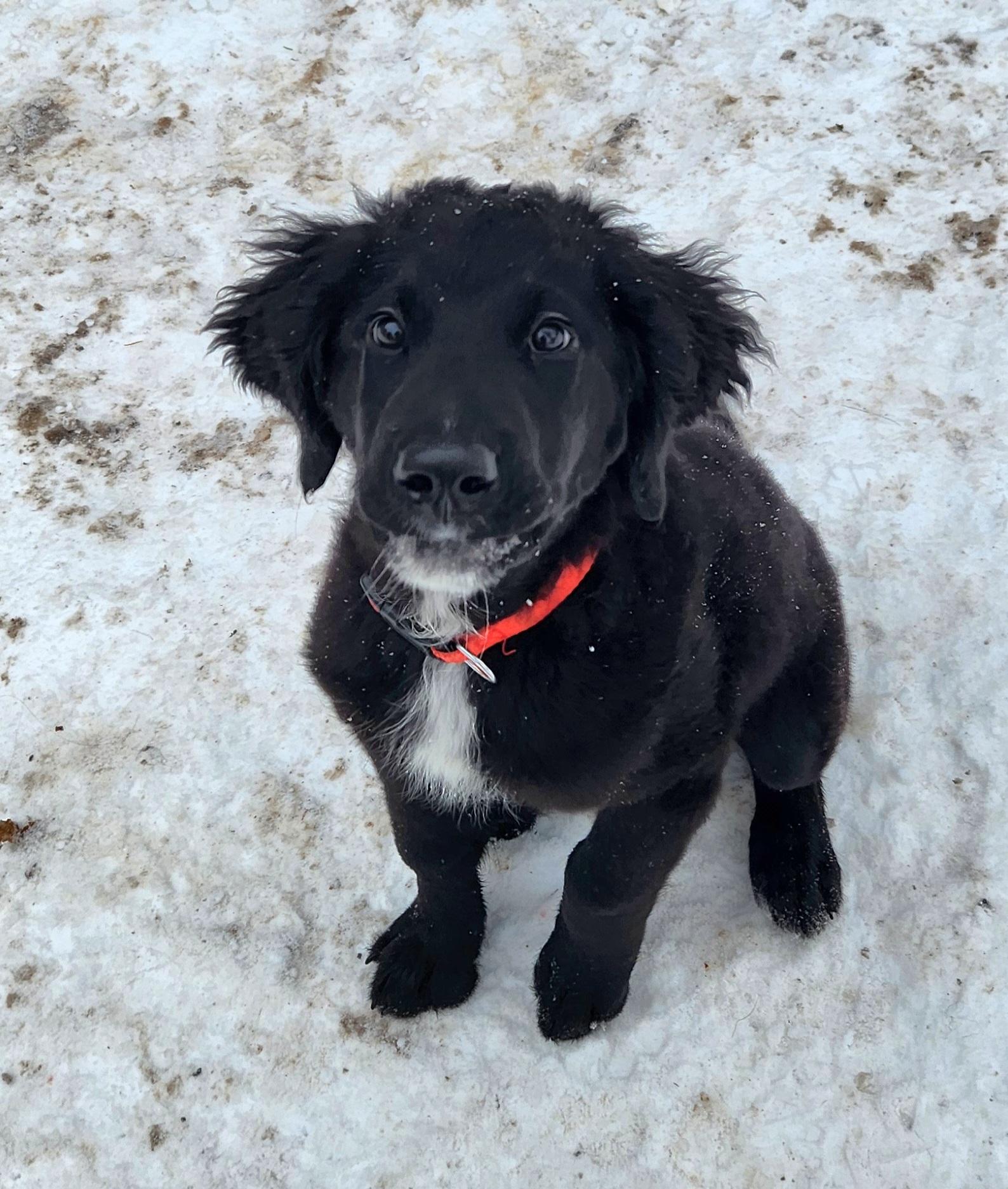 Enlarge Abigale, a ADOPTABLE mixed breed in Liberty Center, OH image 4/6