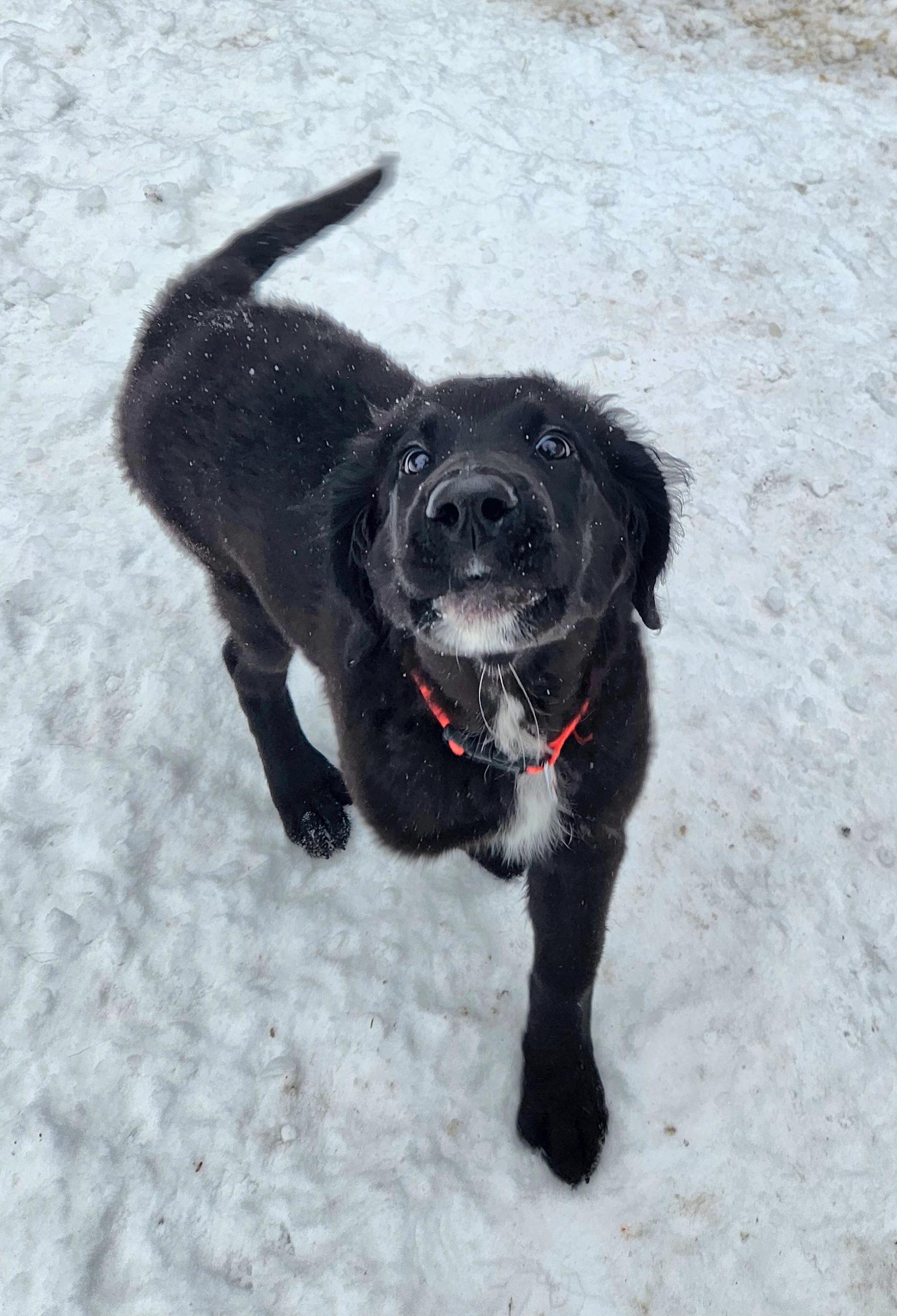 Enlarge Abigale, a ADOPTABLE mixed breed in Liberty Center, OH image 5/6