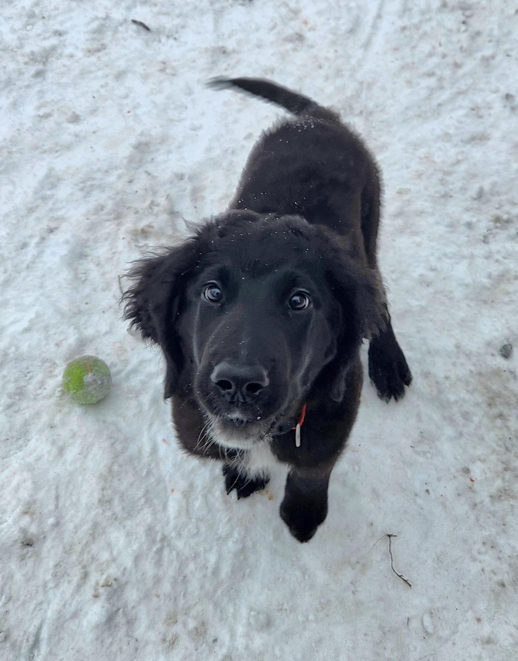 Enlarge Abigale, a ADOPTABLE mixed breed in Liberty Center, OH image 6/6