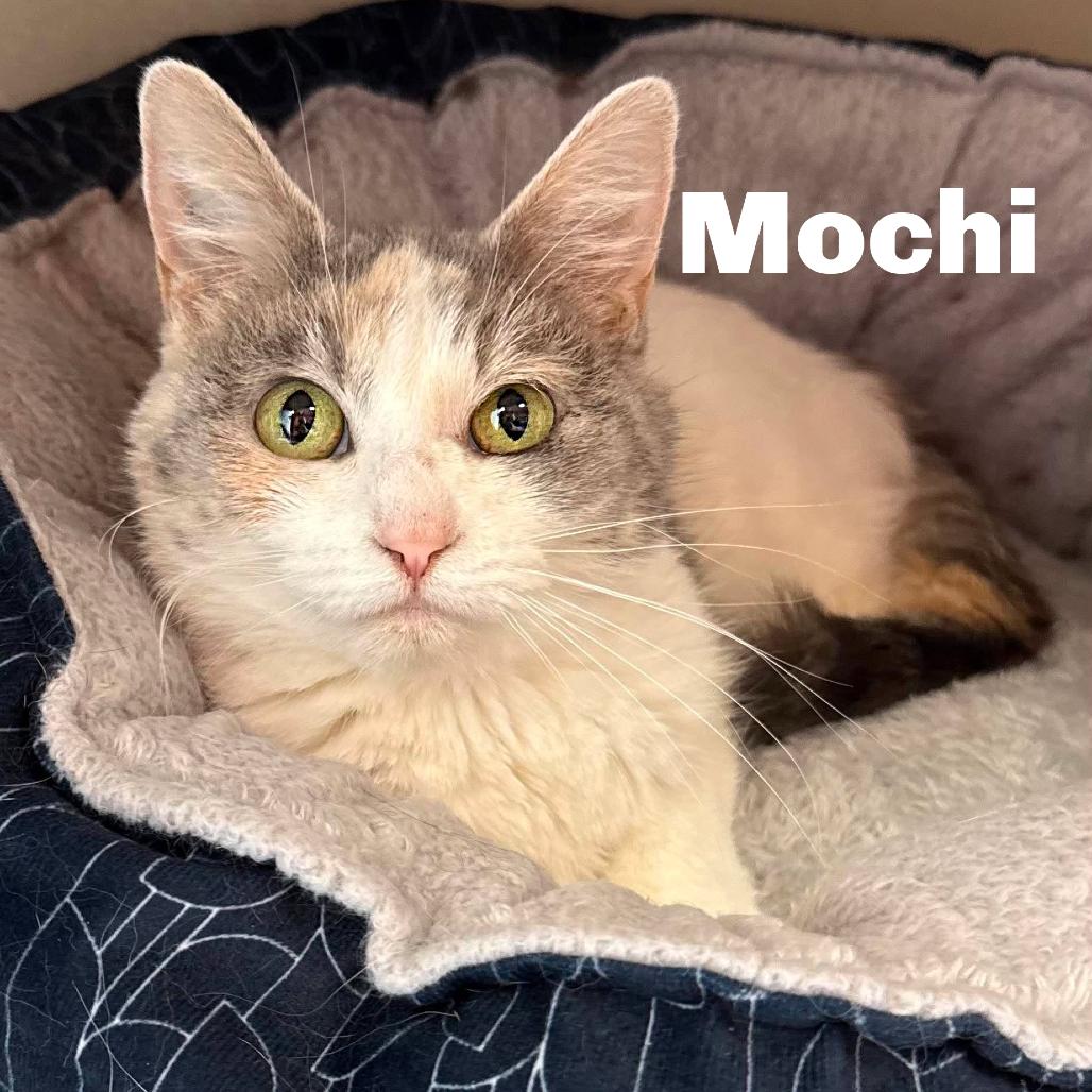 Enlarge Mochi 260128, a Adoptable Domestic Short Hair in Escanaba, MI image 1/1