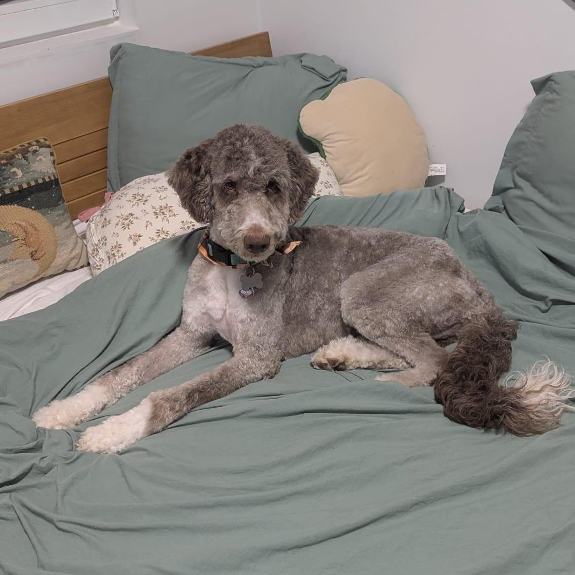Enlarge Cory, a Adoptable Aussiedoodle in New York, NY image 3/6