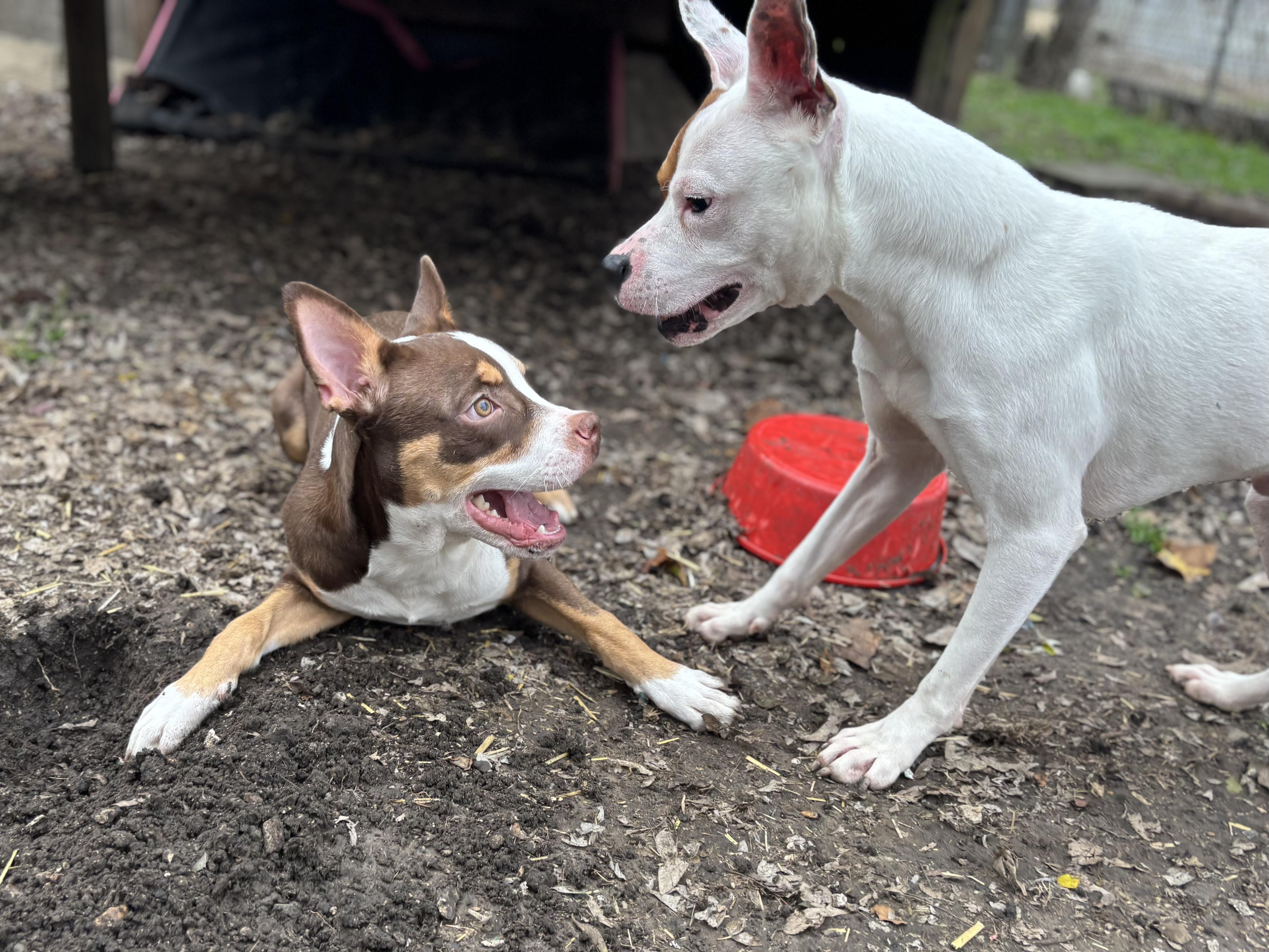 Enlarge Cricket, a Adoptable mixed breed in Evans City, PA image 5/6