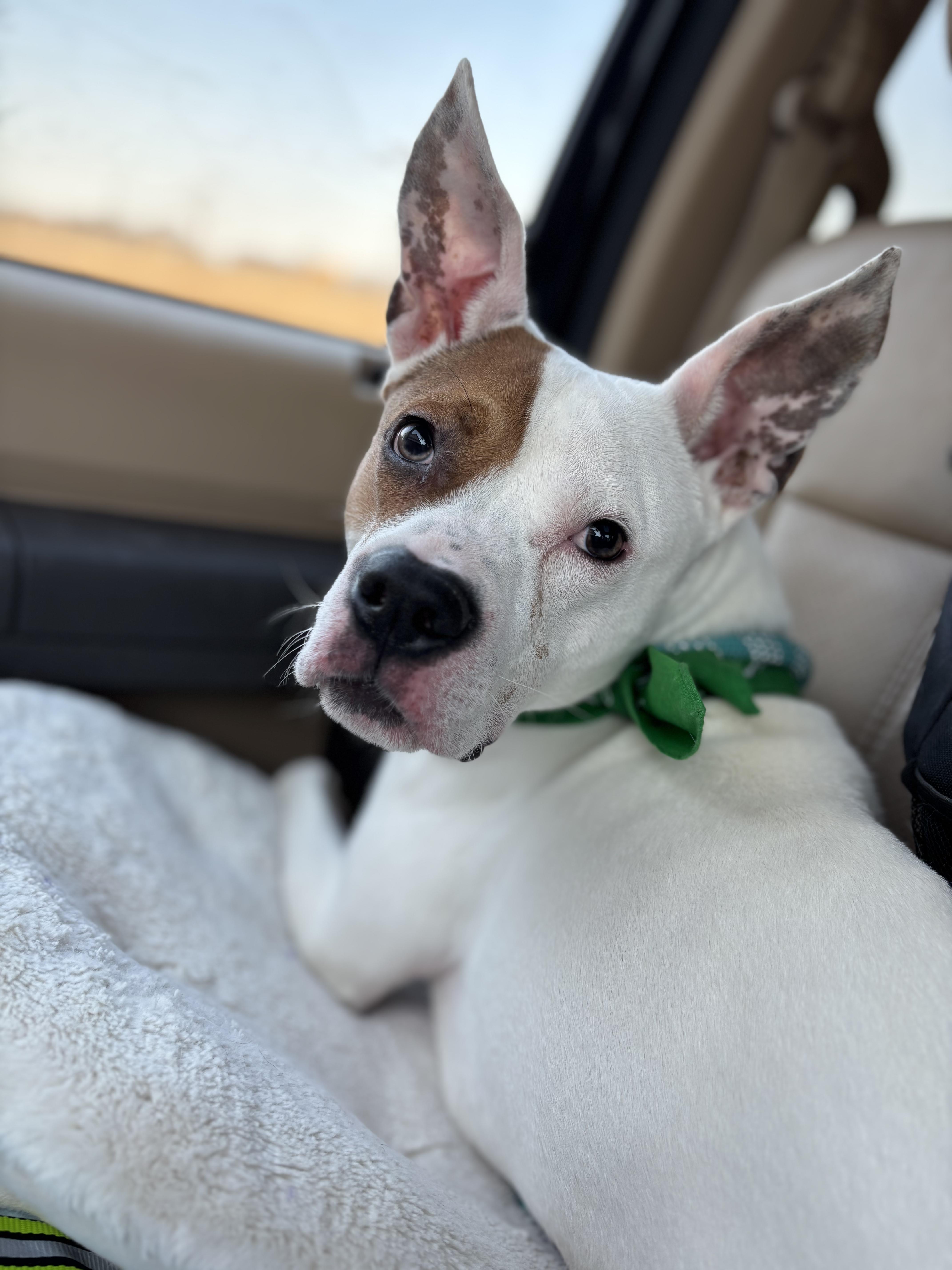 Enlarge Cricket, a Adoptable mixed breed in Evans City, PA image 6/6