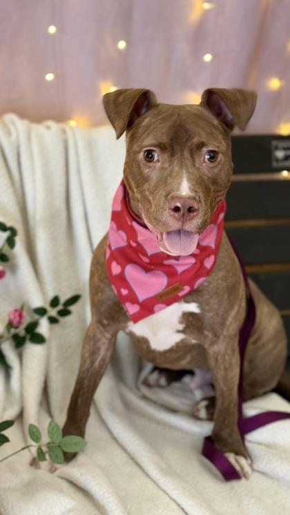 Enlarge Arlo, a Adoptable mixed breed in Valley View, OH image 1/3