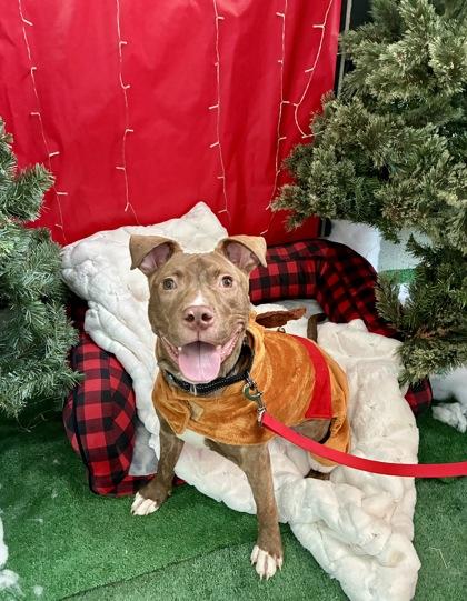 Arlo, Adoptable, Adult Male American Bulldog & Mixed Breed.