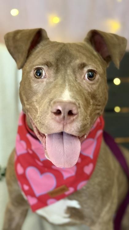 Enlarge Arlo, a Adoptable mixed breed in Valley View, OH image 3/3