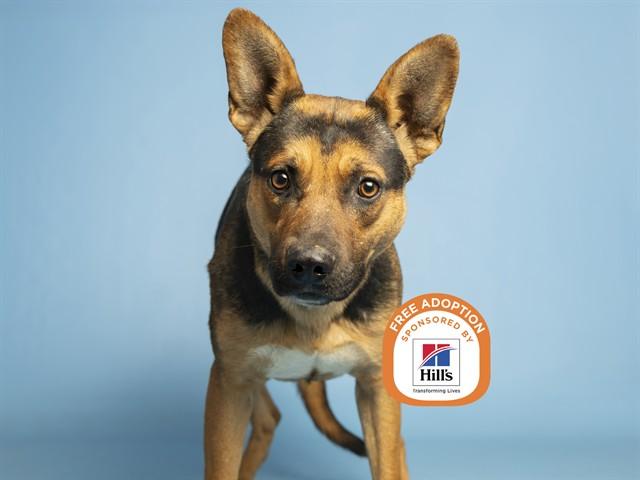 SAM, Adoptable, Young Male German Shepherd Dog.