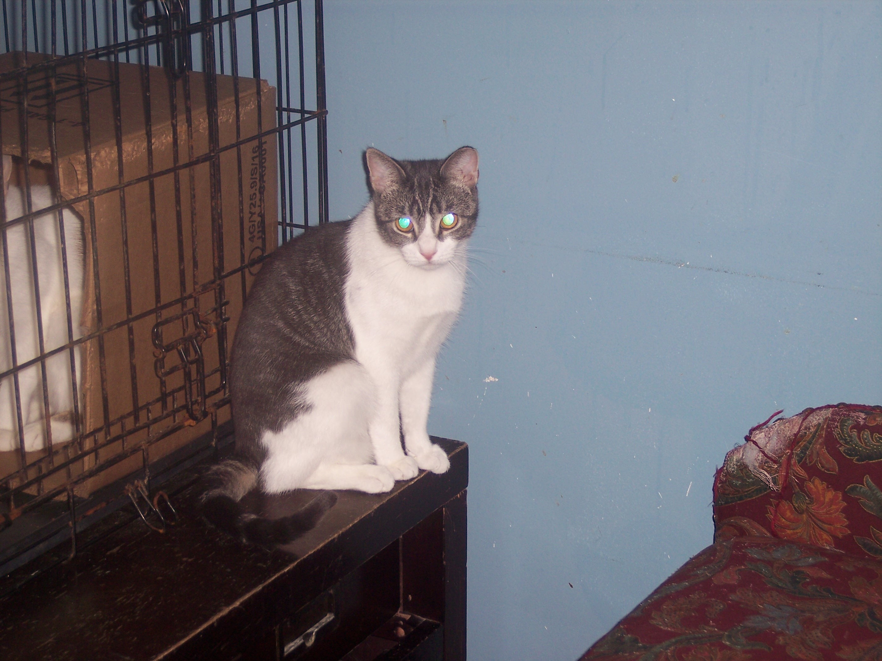 Princess, Adoptable, Adult Female Domestic Short Hair.