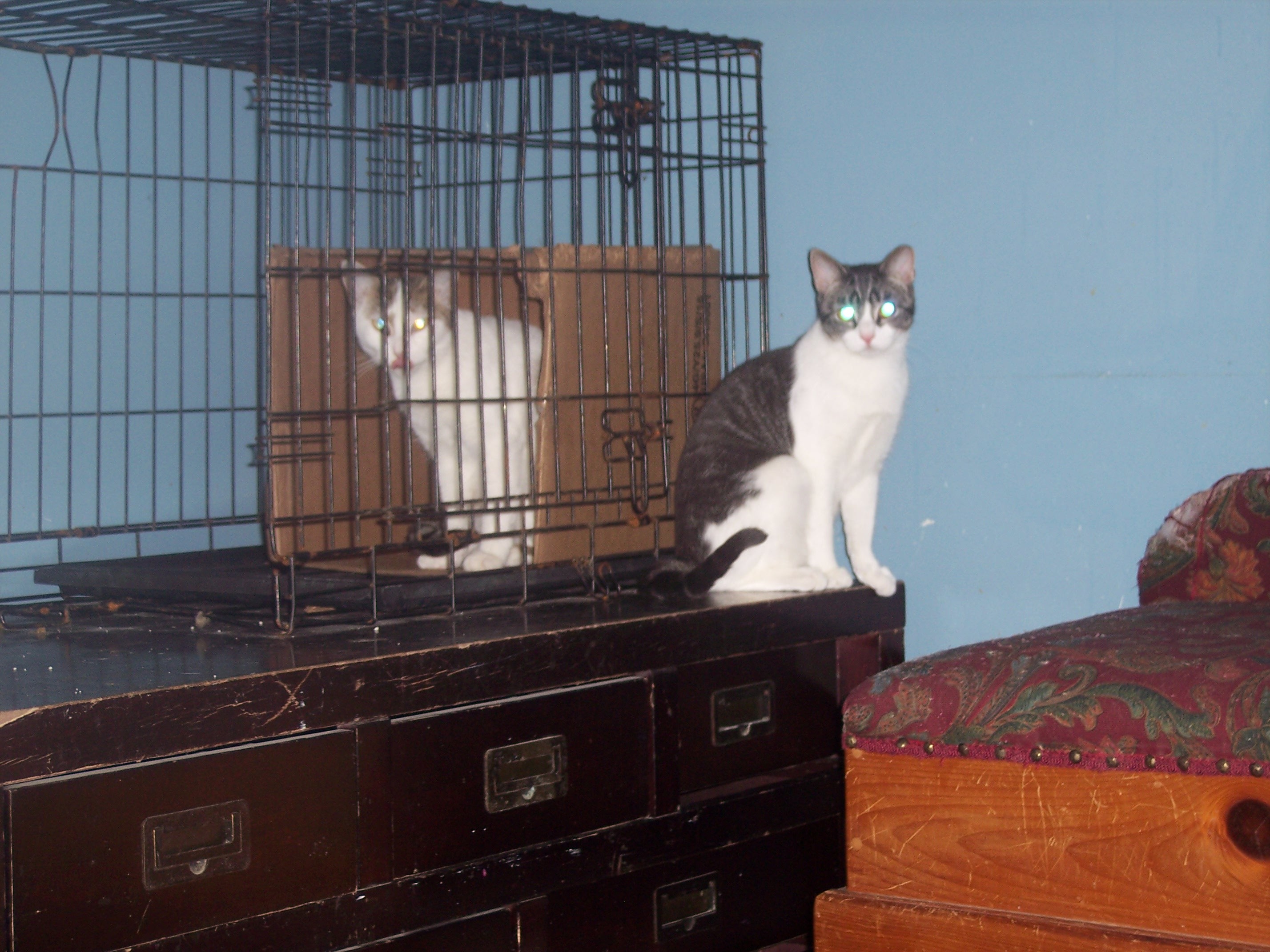 Enlarge Princess, a Adoptable Domestic Short Hair in Chester Township, PA image 2/2