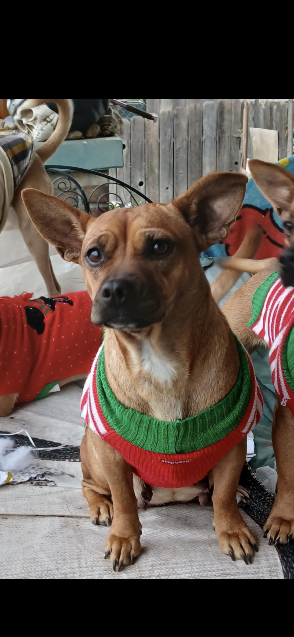 Enlarge Rosey, a Adoptable mixed breed in Hamden, CT image 2/6