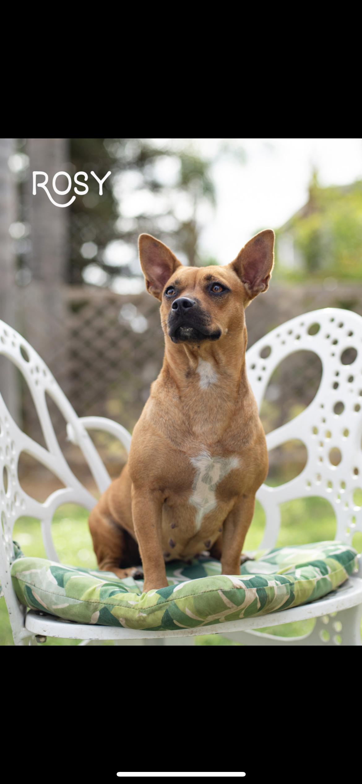Enlarge Rosey, a Adoptable mixed breed in Hamden, CT image 1/6