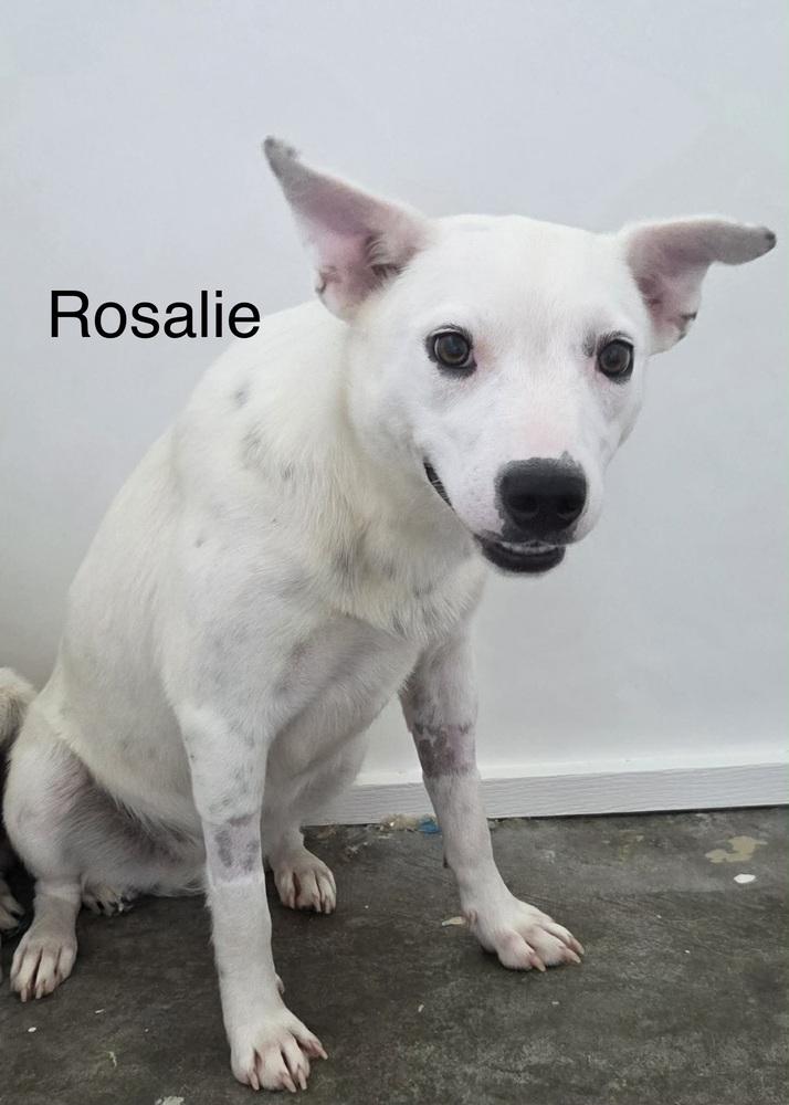 Rosalie, Adoptable, Puppy Female Great Pyrenees & Cattle Dog.
