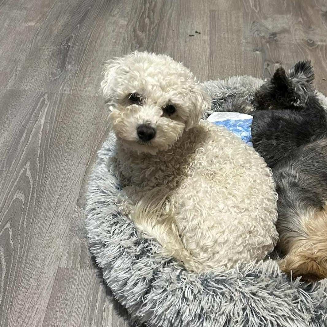 Button, a Adopted Bichon Frise in Mcloud, OK image 2/2