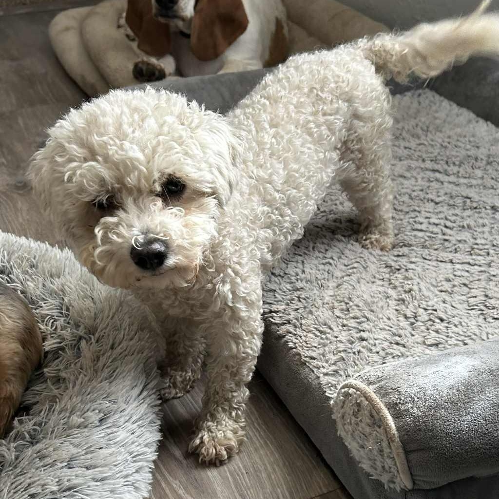 Button, Adopted, Adult Female Bichon Frise.