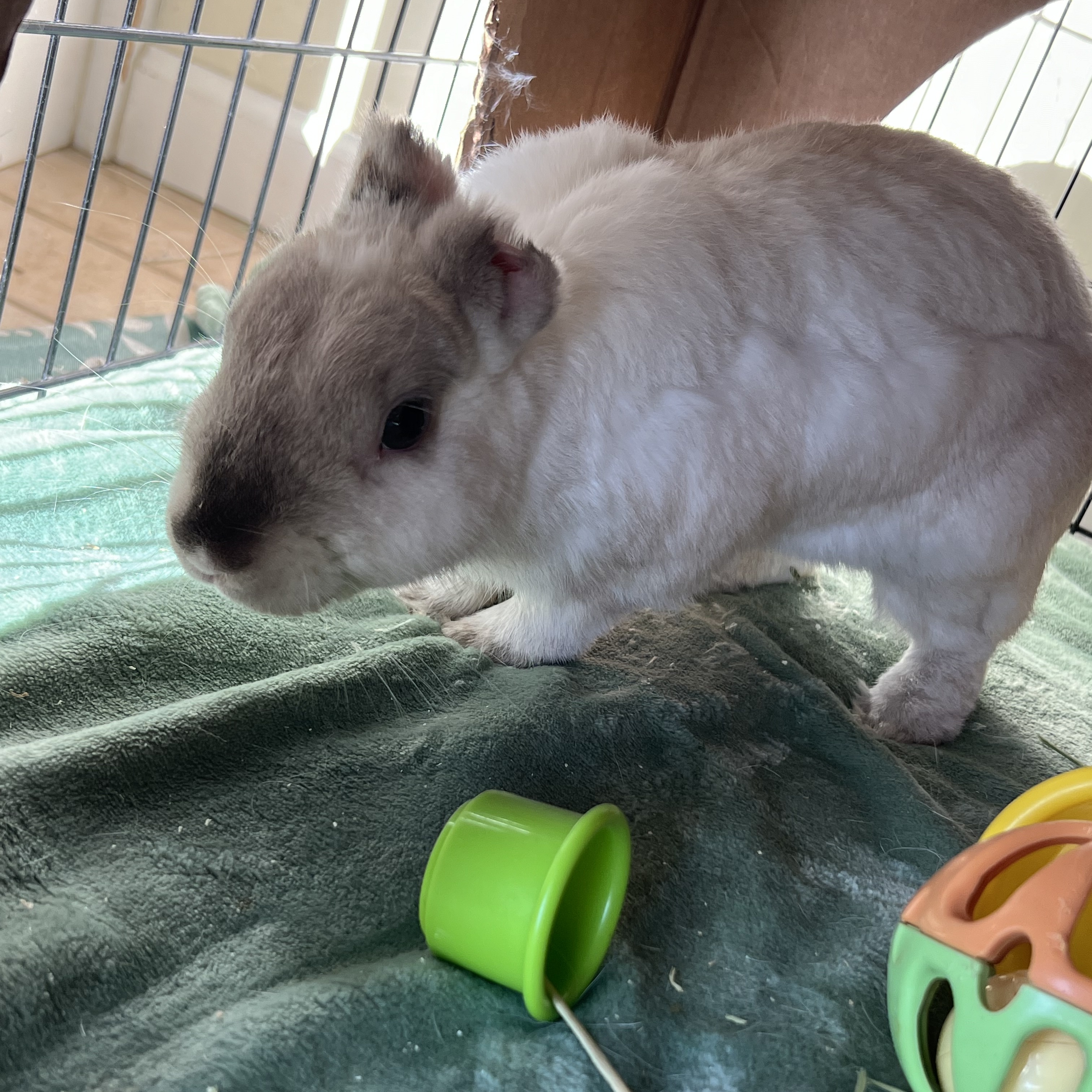 Enlarge Jan Gogh & Bunardo da Vinci - bonded pair, a Adoptable New Zealand in Huntsville, AL image 5/6