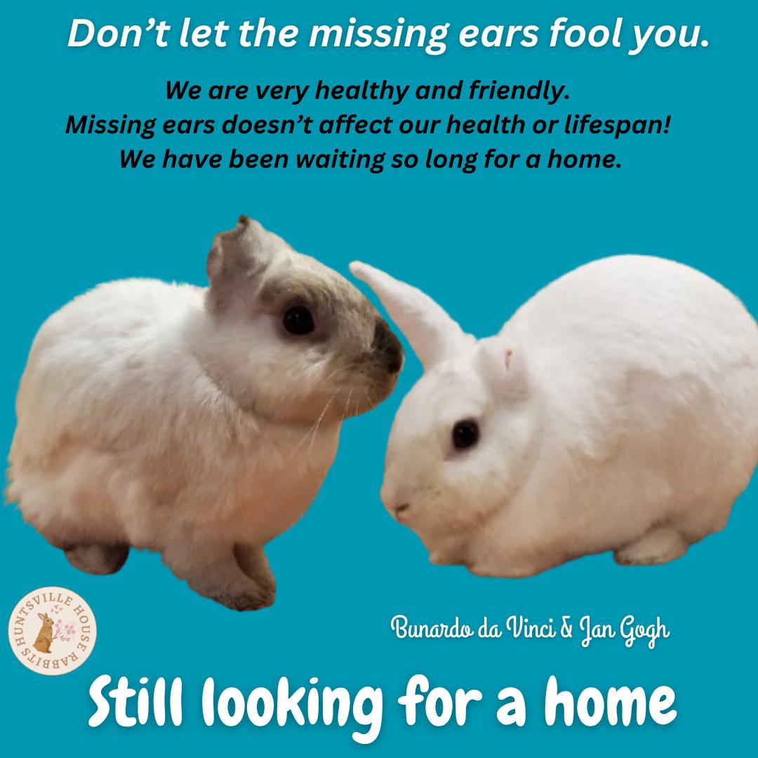 Enlarge Jan Gogh & Bunardo da Vinci - bonded pair, a Adoptable New Zealand in Huntsville, AL image 1/6