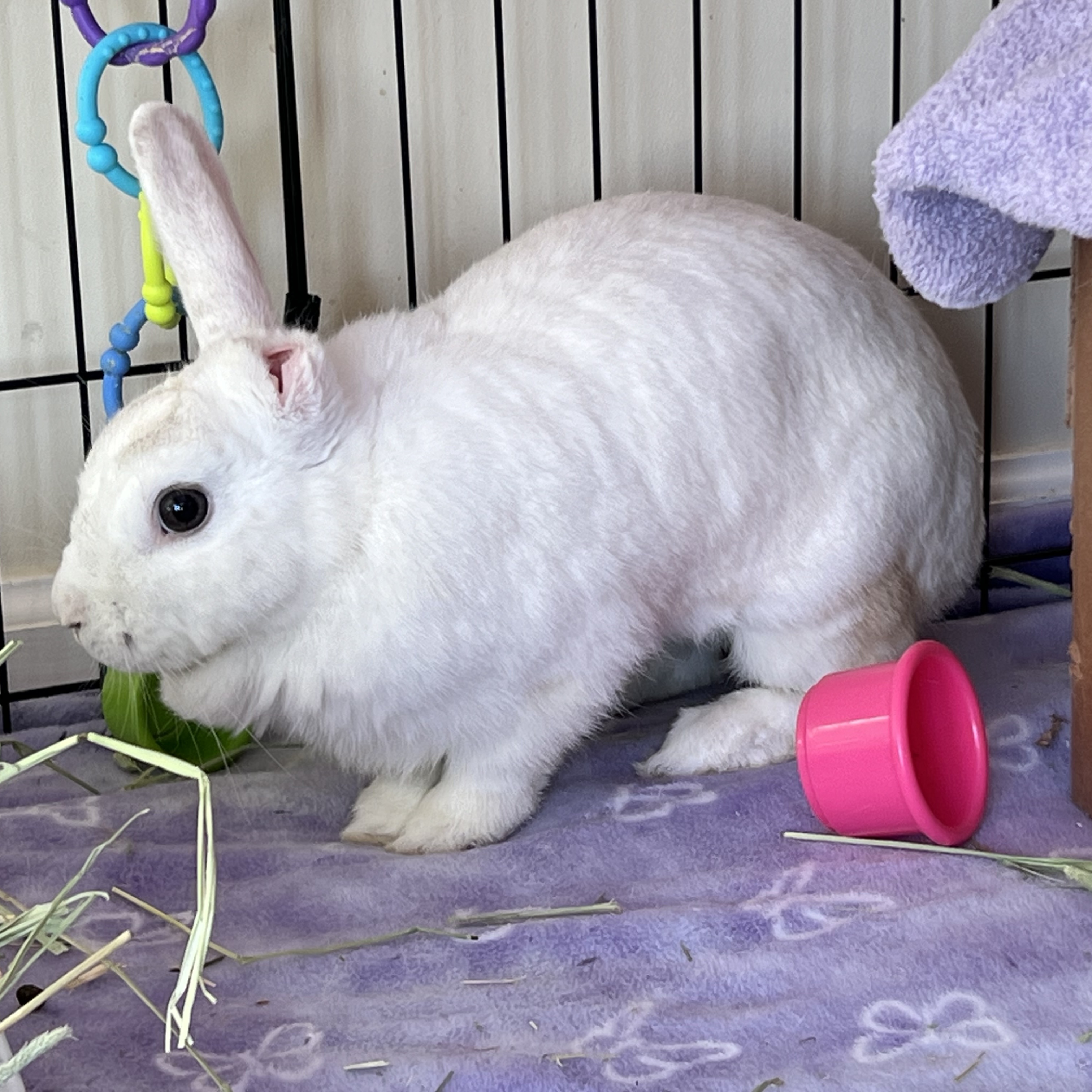 Enlarge Jan Gogh & Bunardo da Vinci - bonded pair, a Adoptable New Zealand in Huntsville, AL image 4/6