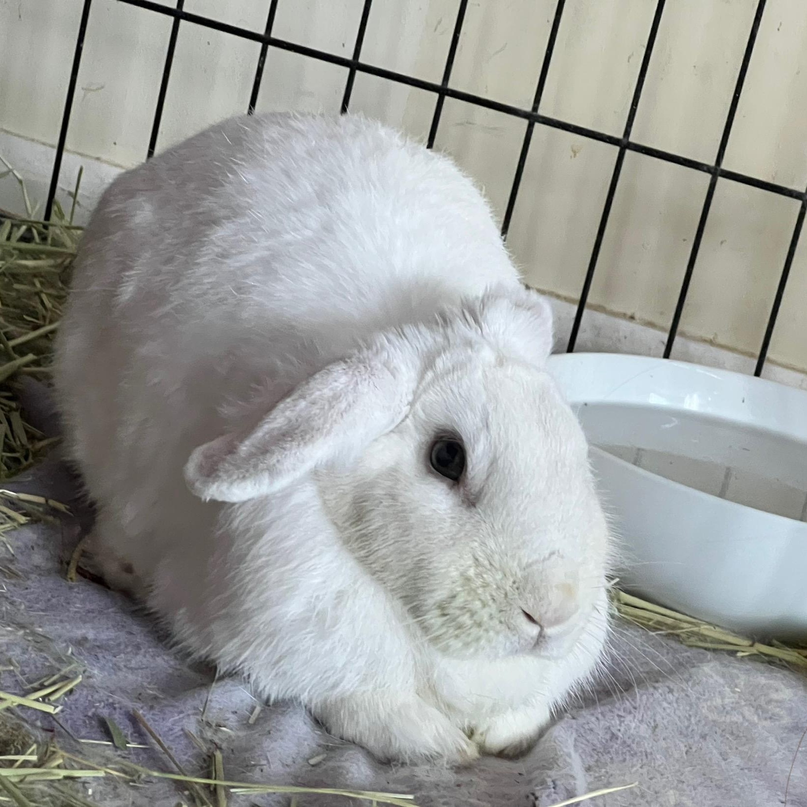 Enlarge Jan Gogh & Bunardo da Vinci - bonded pair, a Adoptable New Zealand in Huntsville, AL image 6/6