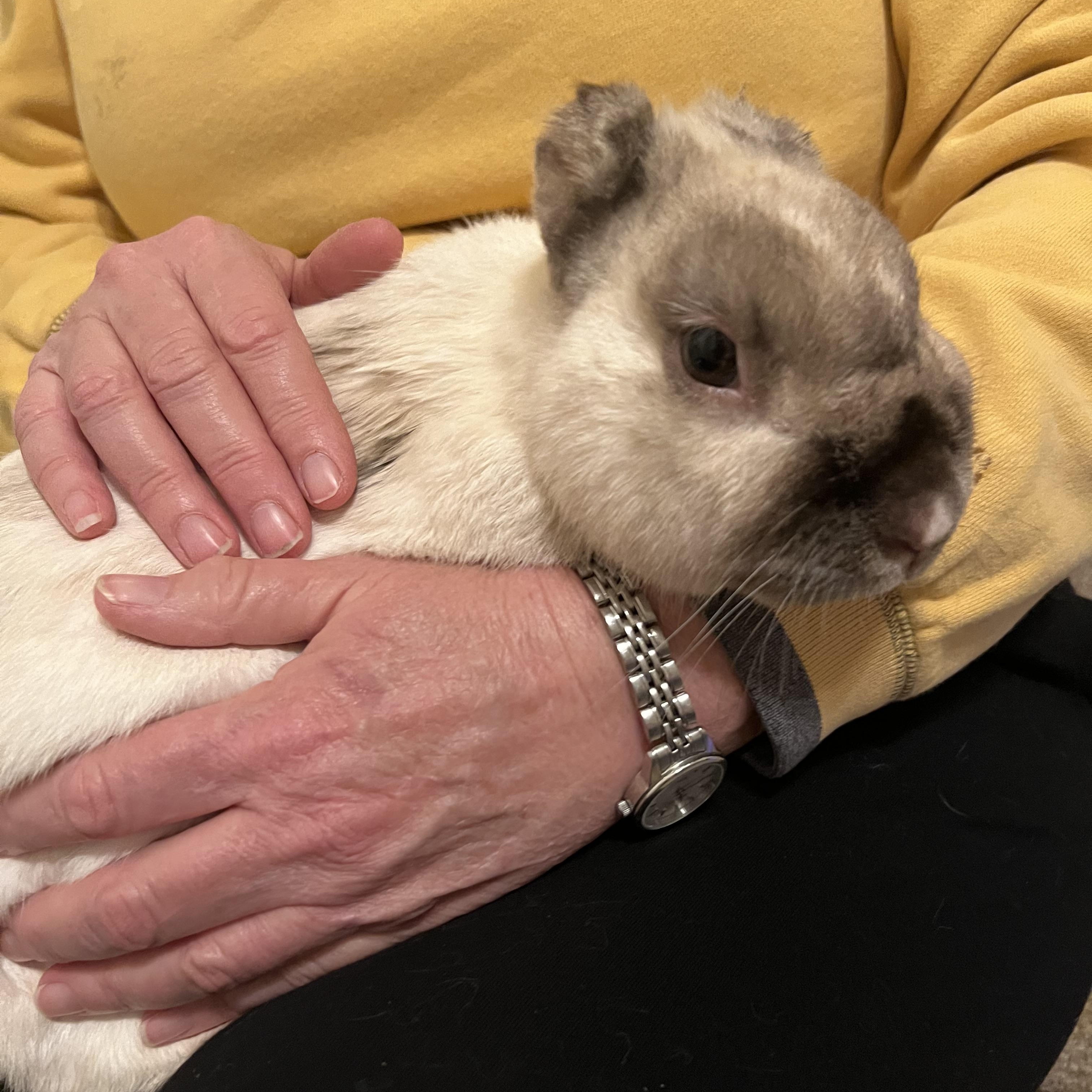 Enlarge Jan Gogh & Bunardo da Vinci - bonded pair, a Adoptable New Zealand in Huntsville, AL image 3/6