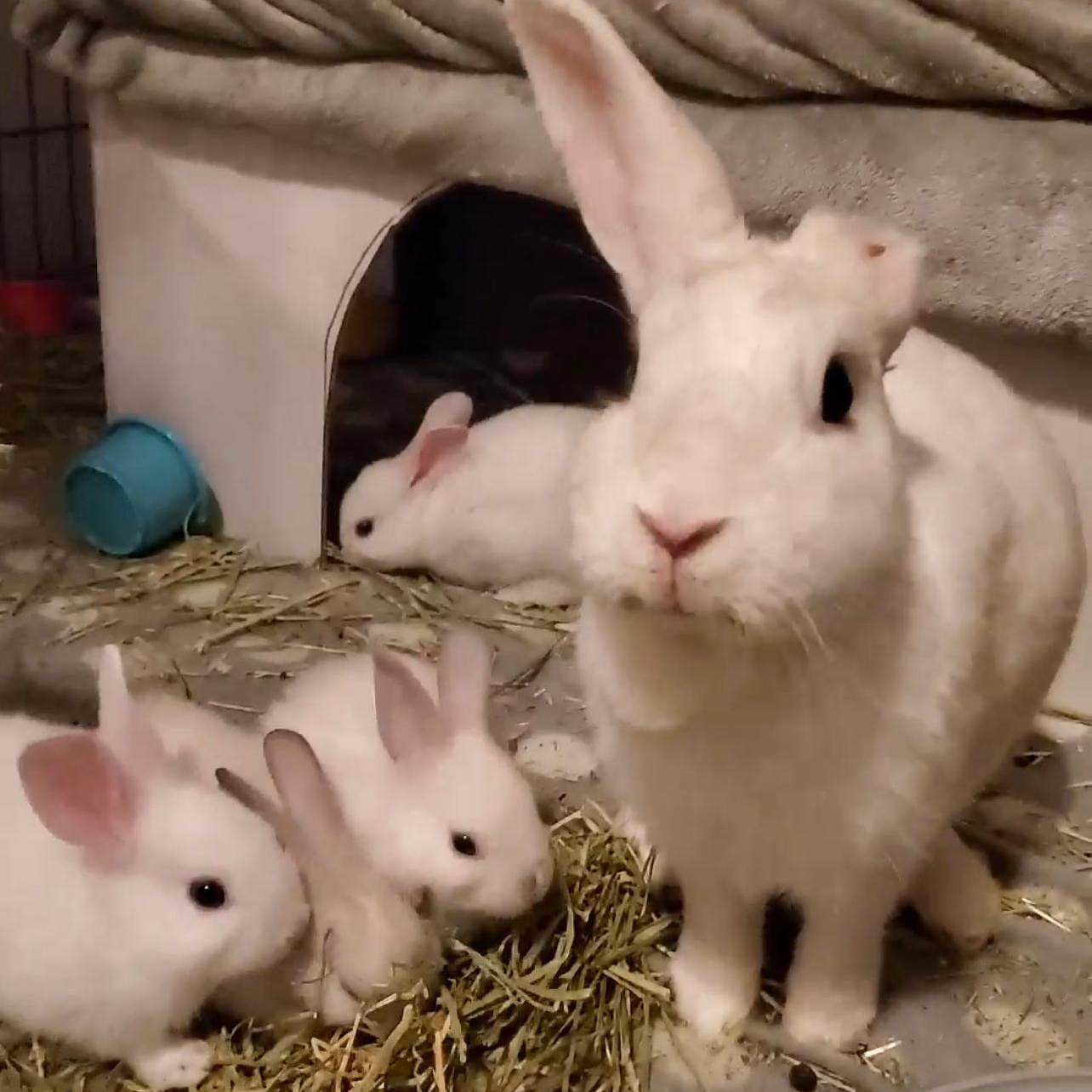 Enlarge Jan Gogh & Bunardo da Vinci - bonded pair, a Adoptable New Zealand in Huntsville, AL image 2/6