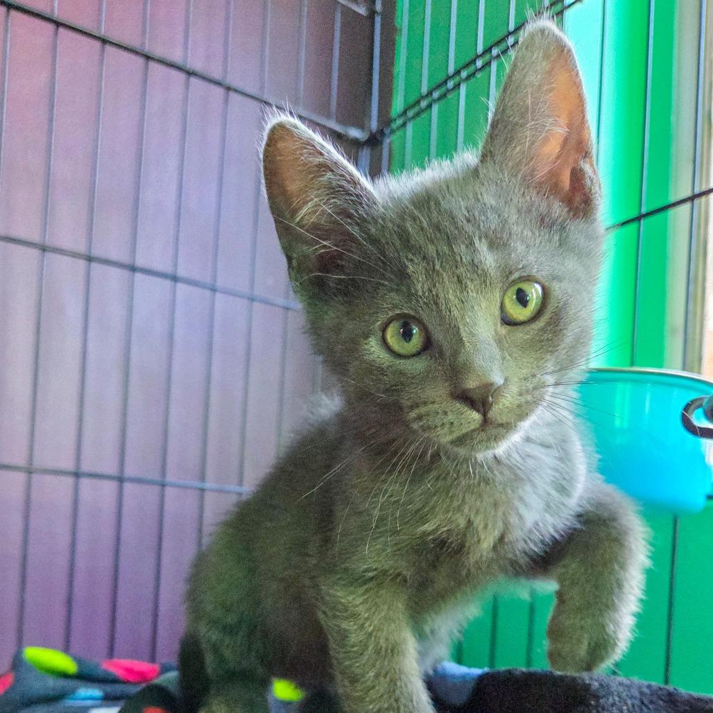 Groupchat, Adoptable, Kitten Male Domestic Short Hair.