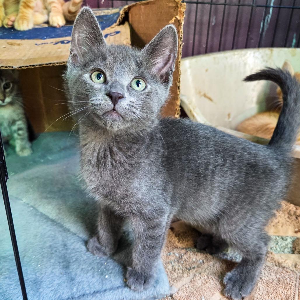 Groupchat, a Adoptable Domestic Short Hair in San Diego, CA image 2/2