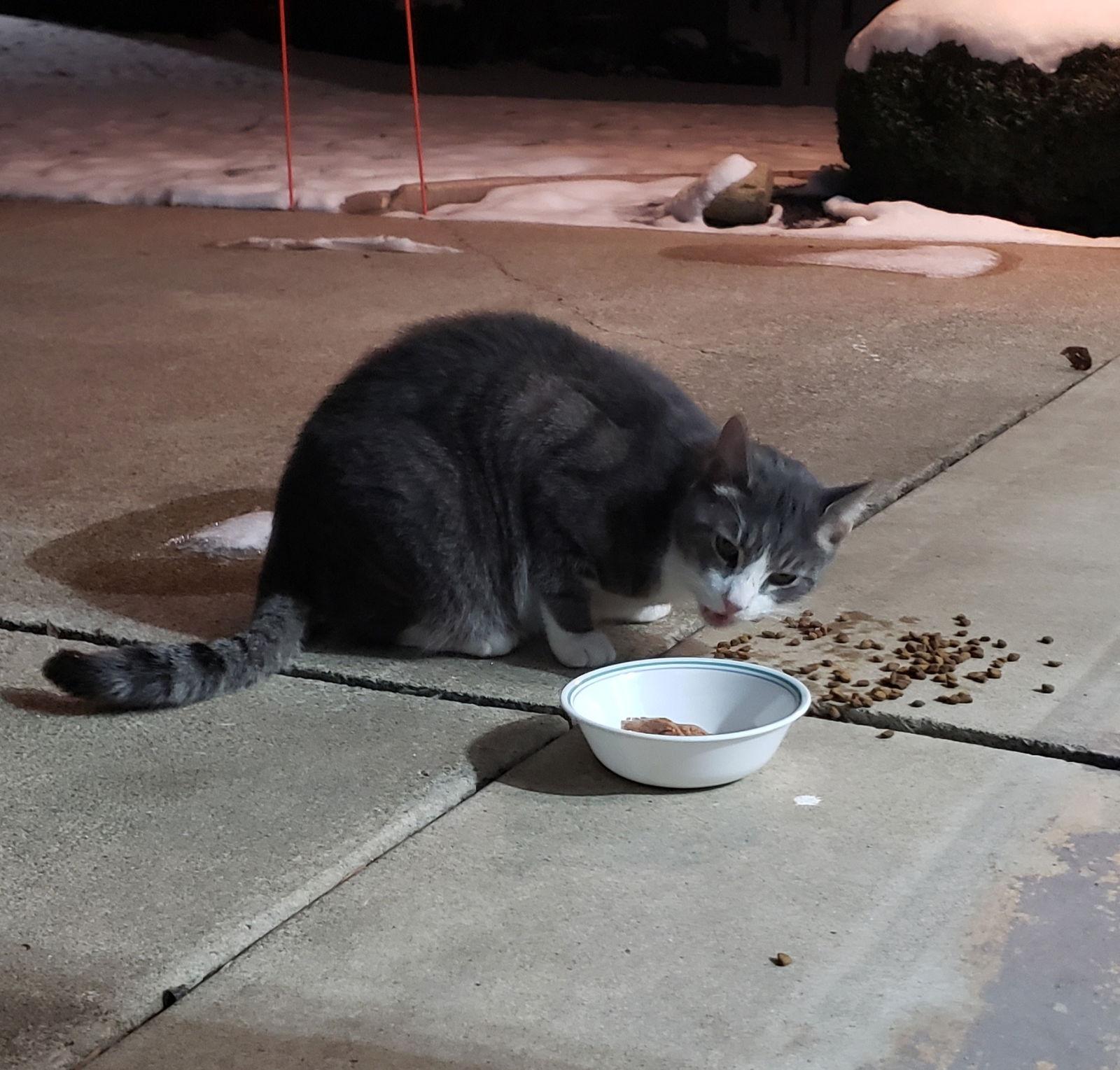 Grayson, Adoptable, Adult Male Domestic Short Hair.