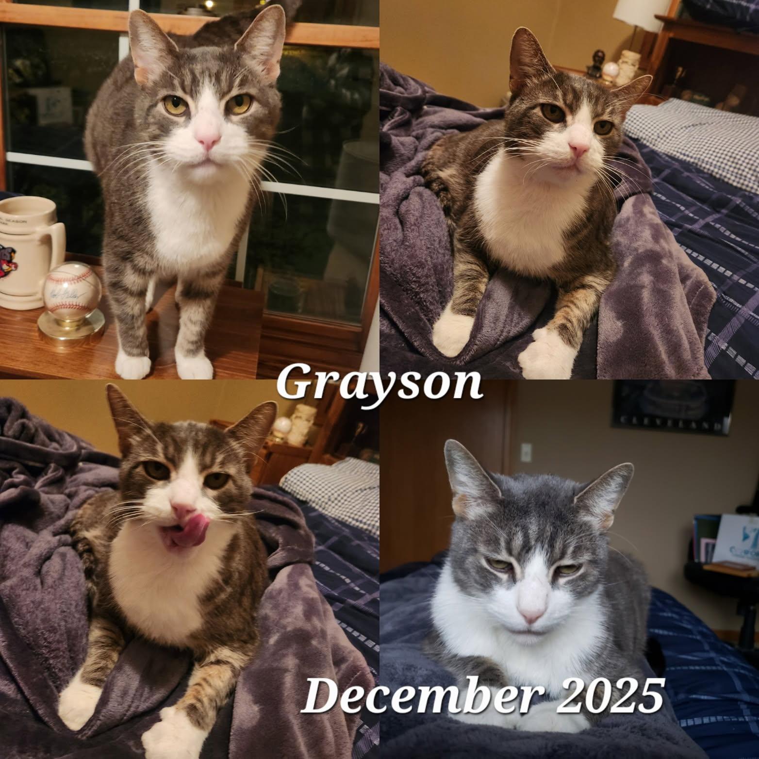 Enlarge Grayson, a Adoptable Domestic Short Hair in Cuyahoga Falls, OH image 2/3