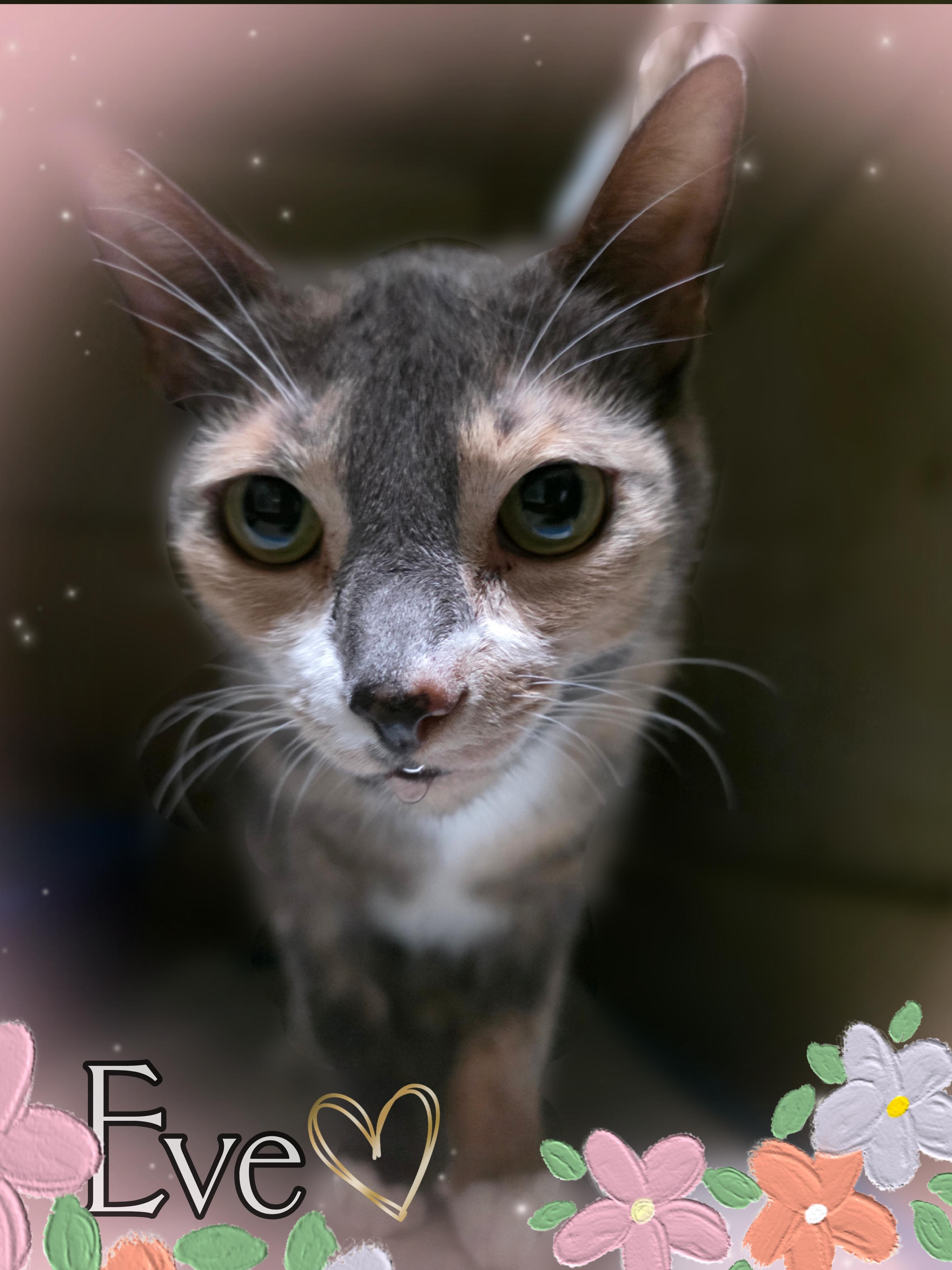 Enlarge Eve, a Adopted Calico in Silver Springs, FL image 1/1