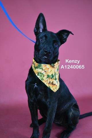 KENZY, Adoptable, Young Female Mixed Breed.