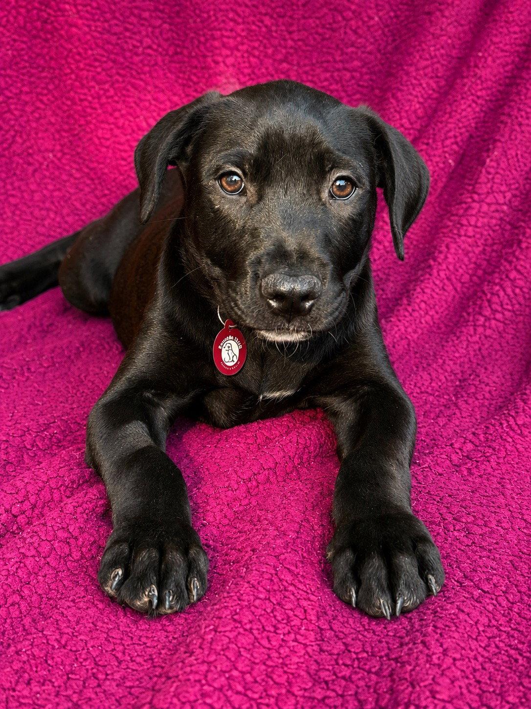 Leroy Brown, Adopted, Puppy Male Labrador Retriever.