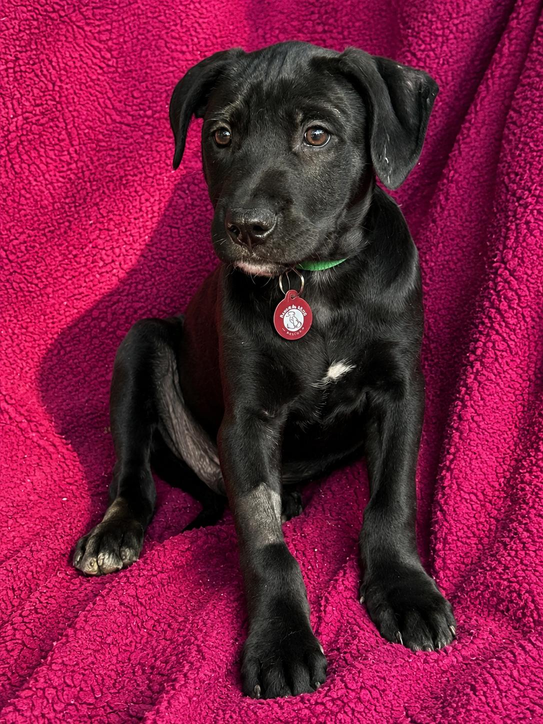 Leroy Brown, a Adopted Labrador Retriever in Nashville, TN image 2/2