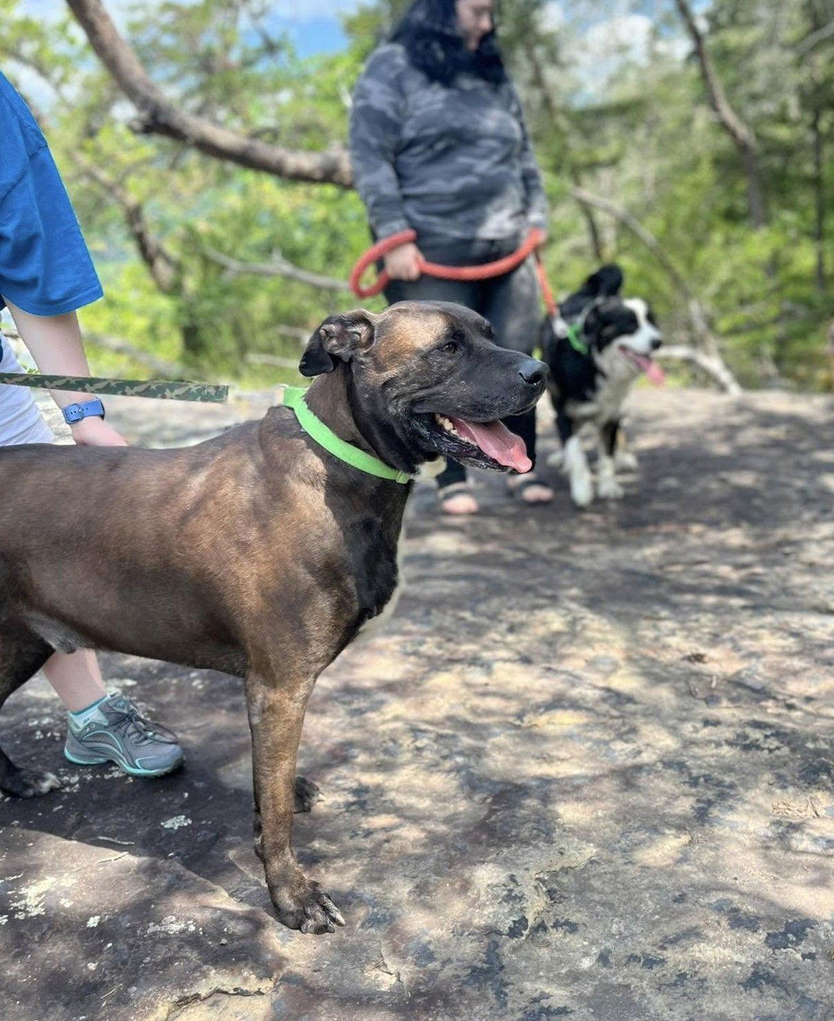 Bucky (5yo, 99lbs), a Adopted mixed breed in Hinton, WV image 1/3