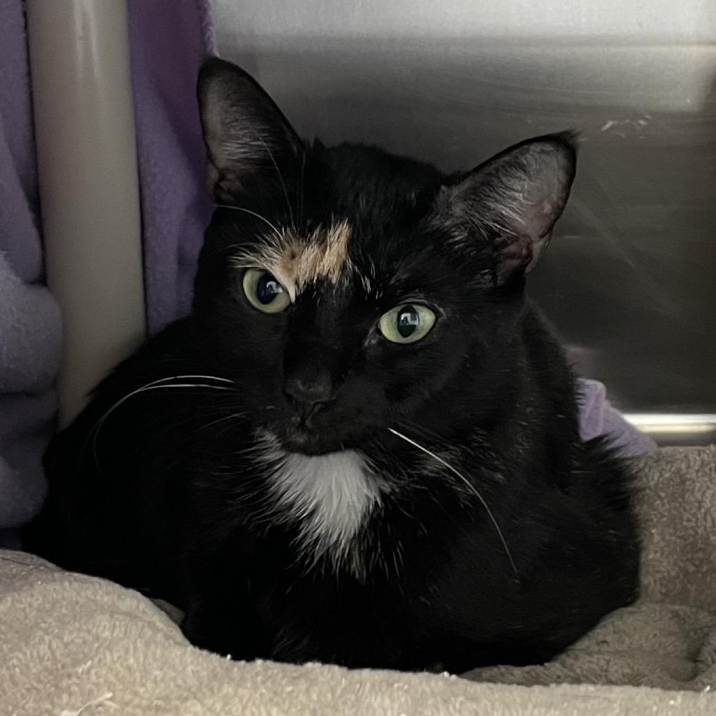Aoife, Adoptable, Adult Female Domestic Short Hair.